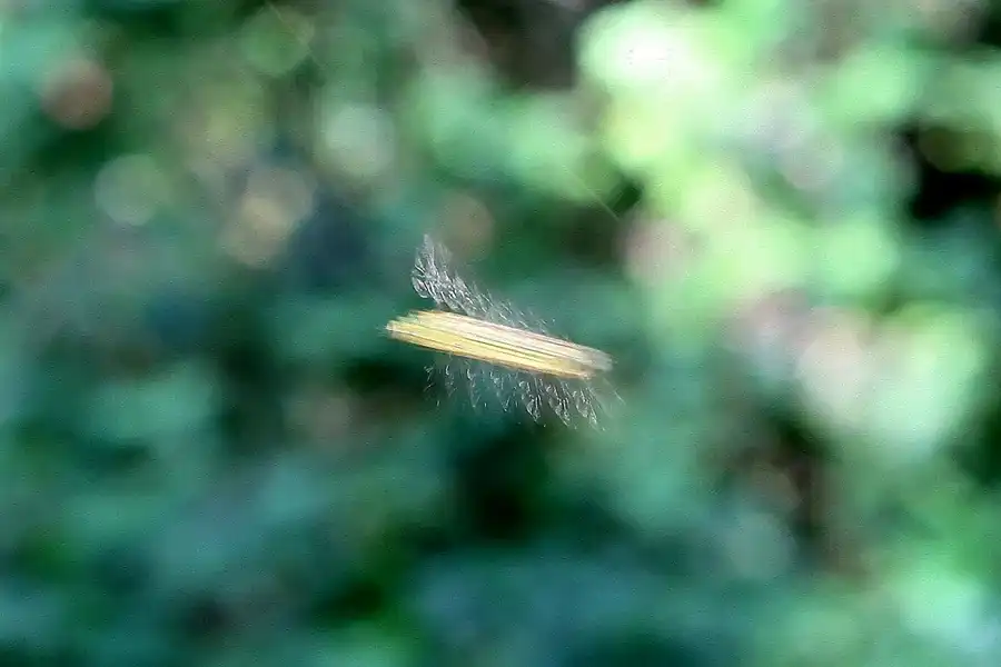 032 | 2008 | Berlin | Natur-Park Schöneberger Südgelände – ehemaliger Rangierbahnhof Tempelhof | © carsten riede fotografie