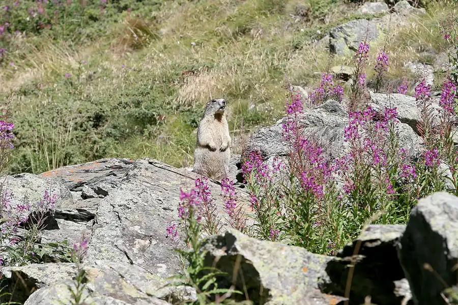 008 | 2008 | Täsch | Rund um die Täschalp | © carsten riede fotografie