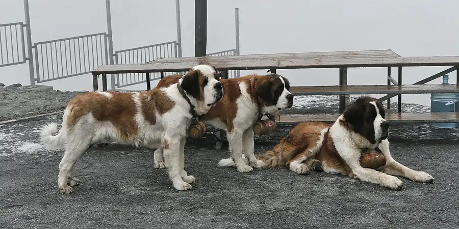 019 | 2008 | Zermatt – Gornergrat | Fahrt mit der Gornergratbahn | © carsten riede fotografie
