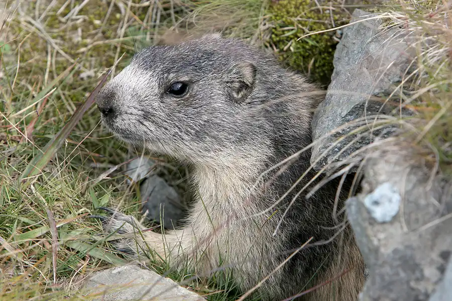 127 | 2008 | Zermatt | Wanderung von Sunnegga paradise nach Zermatt | © carsten riede fotografie