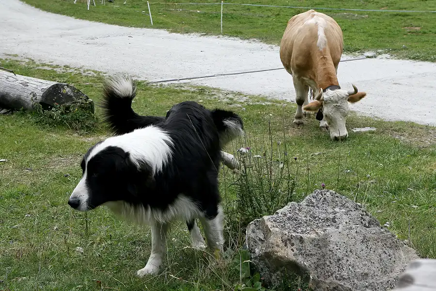 137 | 2008 | Zermatt | Wanderung von Schwarzsee paradise nach Zermatt | © carsten riede fotografie