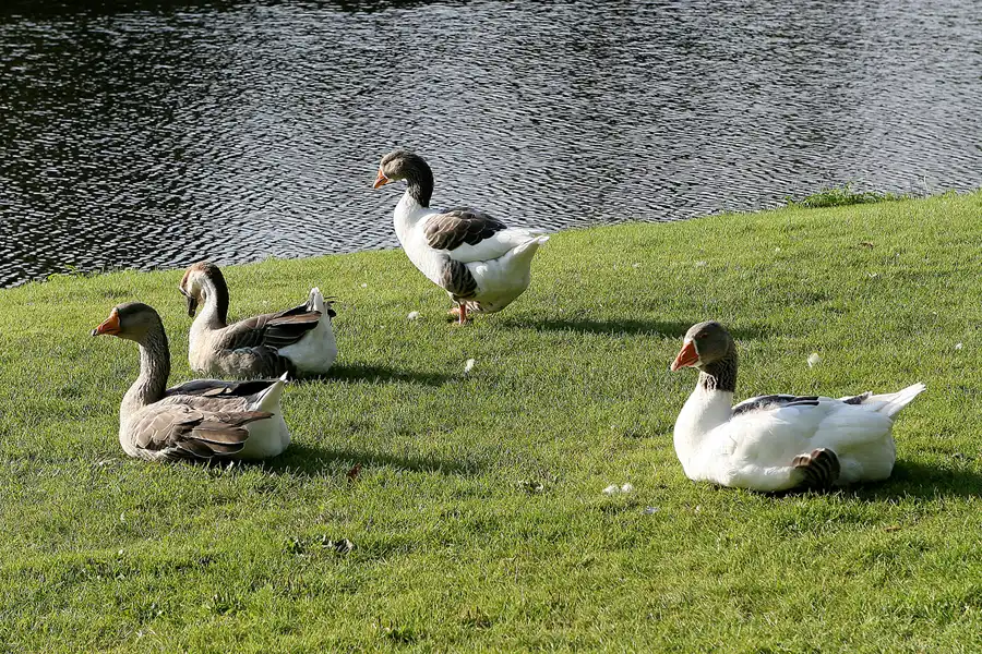 050 | 2008 | Vielsalm | © carsten riede fotografie