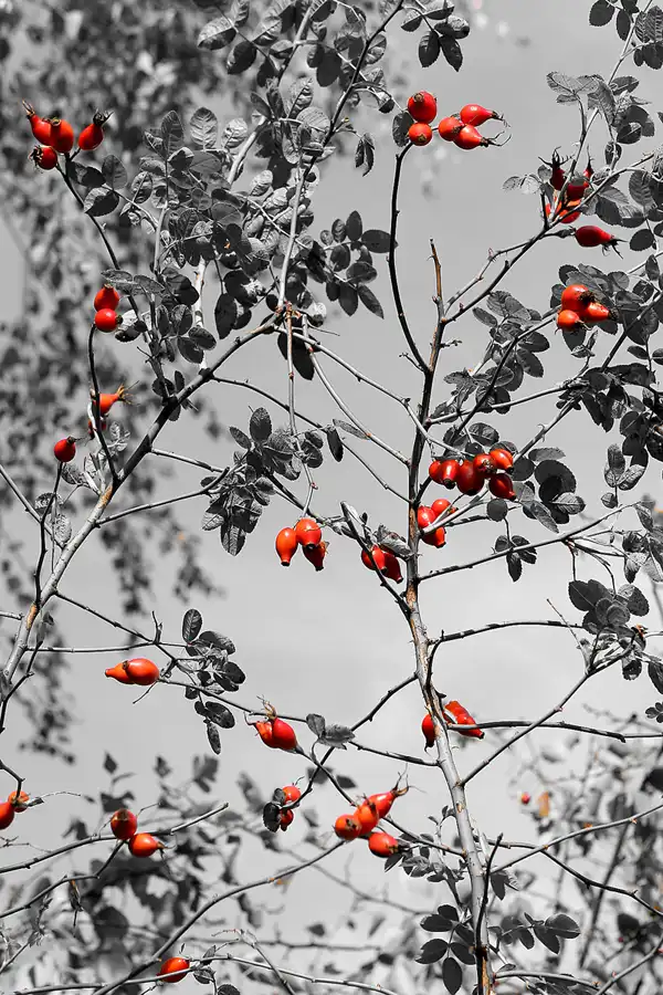 003 | 2008 | Berlin | Rund um den Malchower See | © carsten riede fotografie