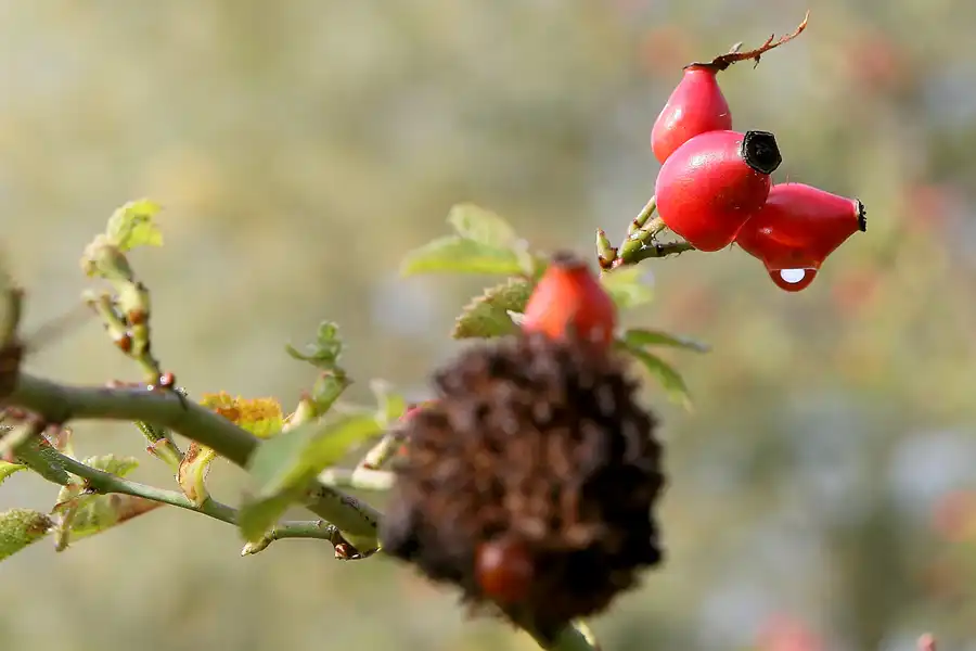 005 | 2008 | Berlin | Rund um den Malchower See | © carsten riede fotografie