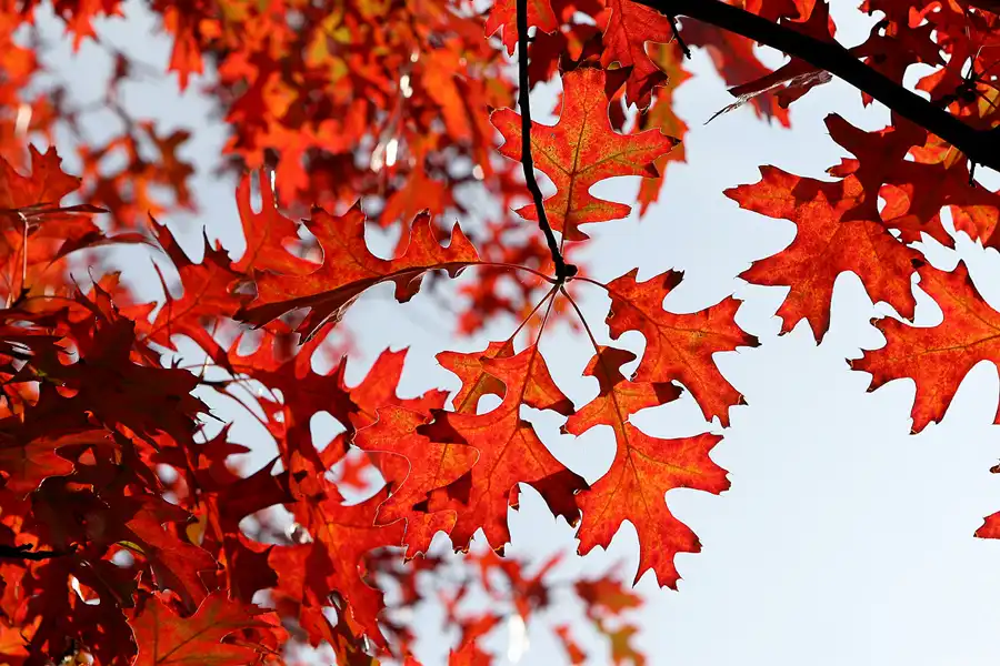 020 | 2008 | Berlin | Rund um den Malchower See | © carsten riede fotografie