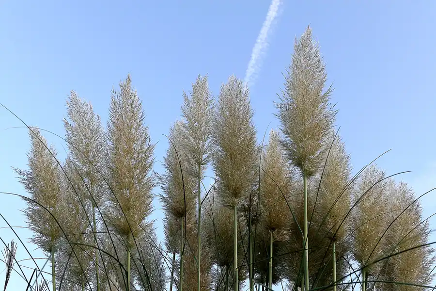 029 | 2008 | Berlin | Obersee-Orankesee-Park | © carsten riede fotografie