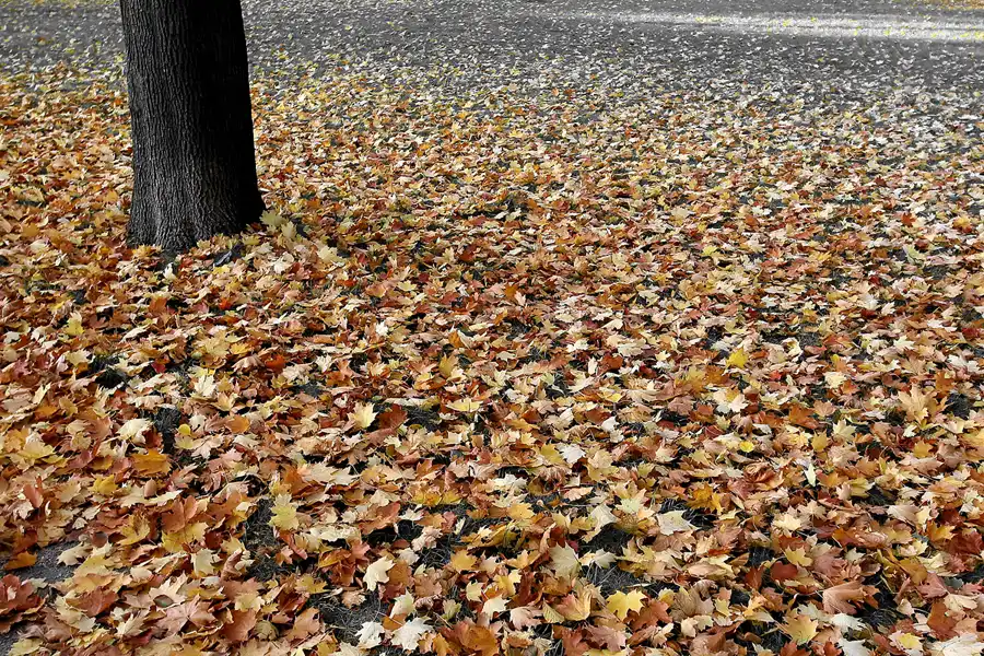 059 | 2008 | Berlin | Obersee-Orankesee-Park | © carsten riede fotografie