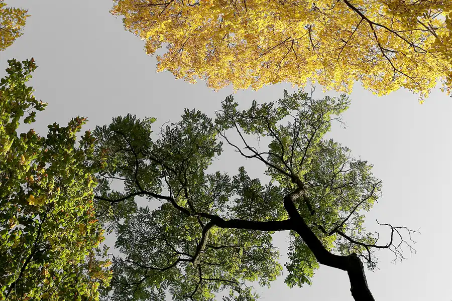 074 | 2008 | Berlin | Obersee-Orankesee-Park | © carsten riede fotografie