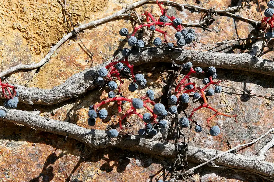 006 | 2008 | Tossa De Mar | © carsten riede fotografie