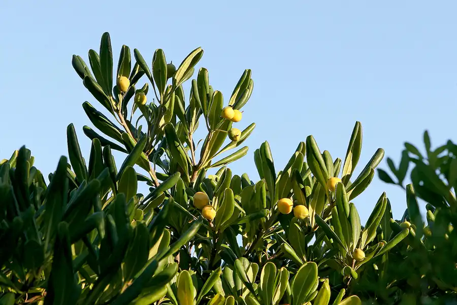 046 | 2008 | Tossa De Mar | © carsten riede fotografie