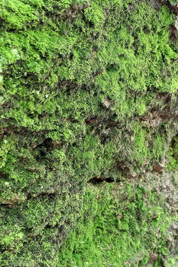 069 | 2009 | Thüringer Wald | Drachenschlucht | © carsten riede fotografie