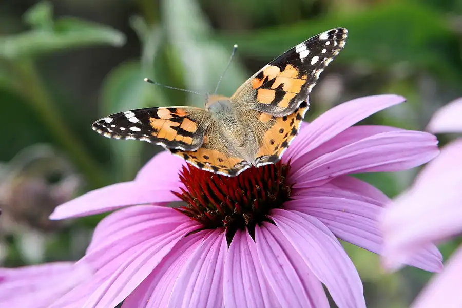 001 | 2009 | Oranienburg | Landesgartenschau | © carsten riede fotografie
