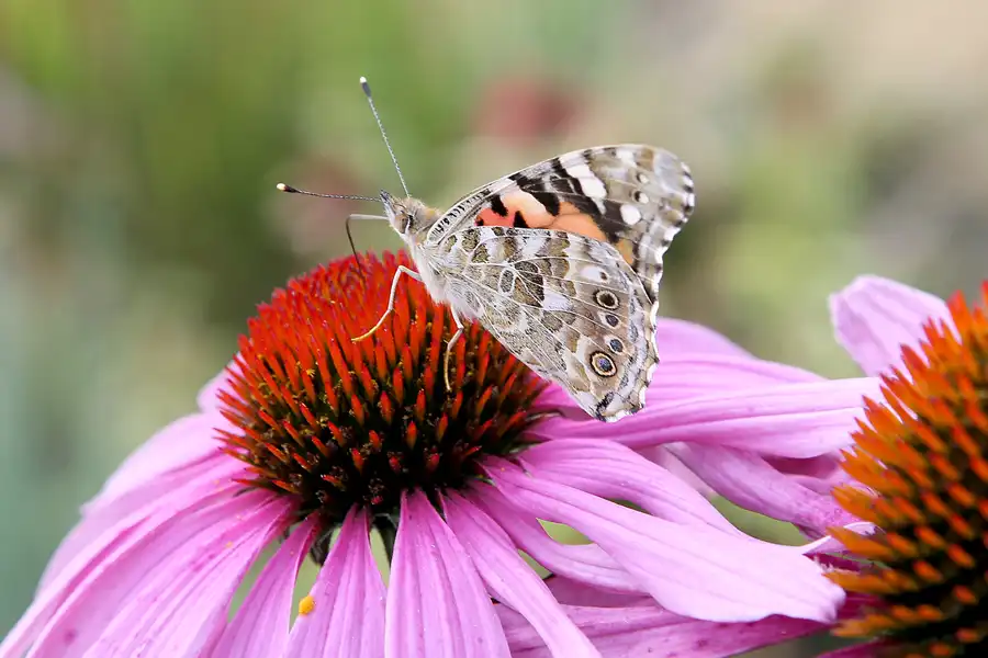 002 | 2009 | Oranienburg | Landesgartenschau | © carsten riede fotografie