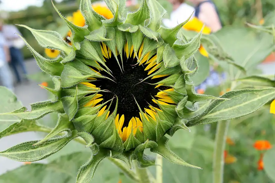 008 | 2009 | Oranienburg | Landesgartenschau | © carsten riede fotografie