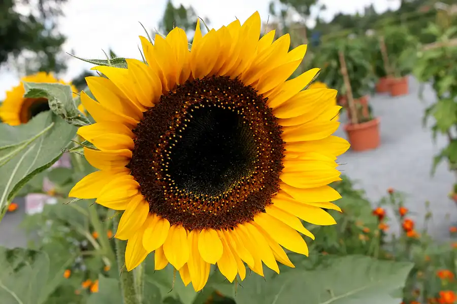 009 | 2009 | Oranienburg | Landesgartenschau | © carsten riede fotografie