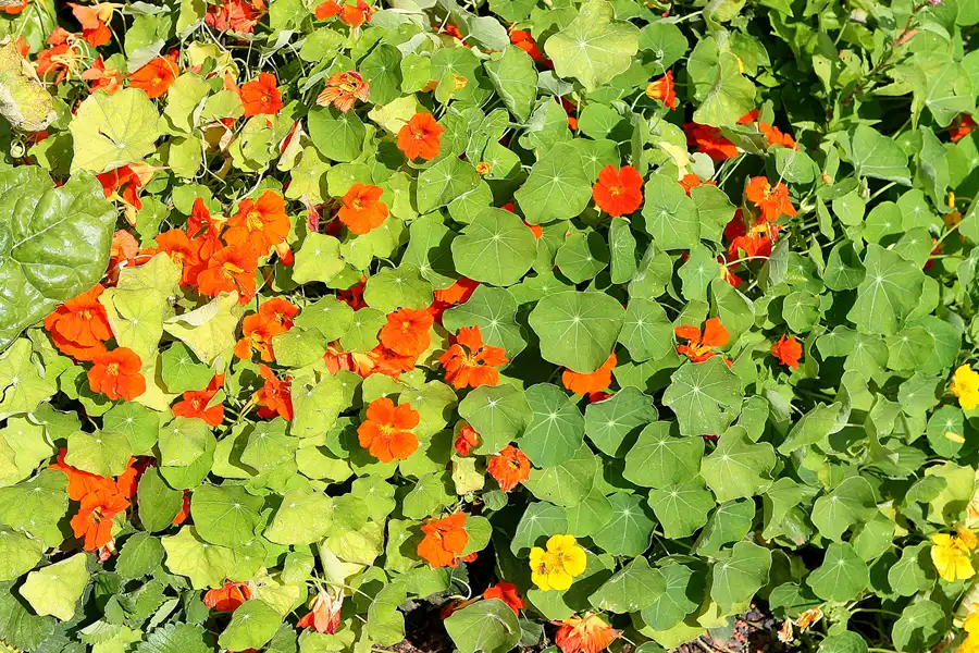 011 | 2009 | Oranienburg | Landesgartenschau | © carsten riede fotografie