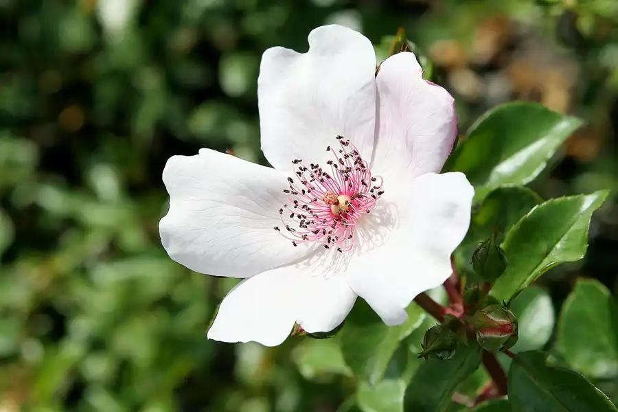 014 | 2009 | Oranienburg | Landesgartenschau | © carsten riede fotografie