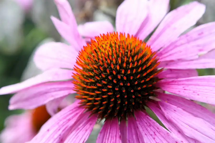 017 | 2009 | Oranienburg | Landesgartenschau | © carsten riede fotografie