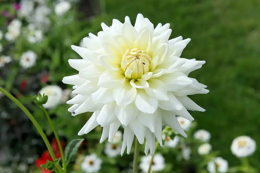 018 | 2009 | Oranienburg | Landesgartenschau | © carsten riede fotografie