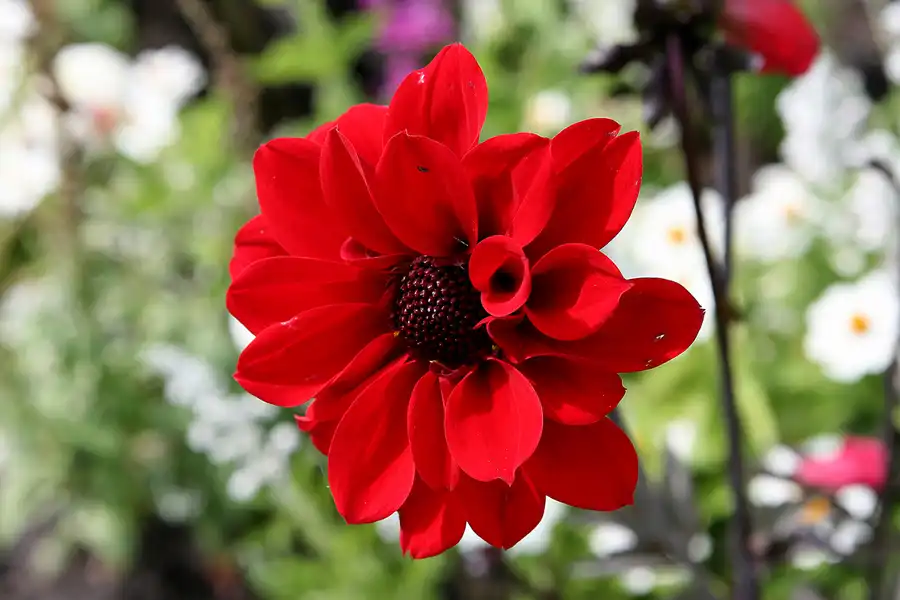 019 | 2009 | Oranienburg | Landesgartenschau | © carsten riede fotografie