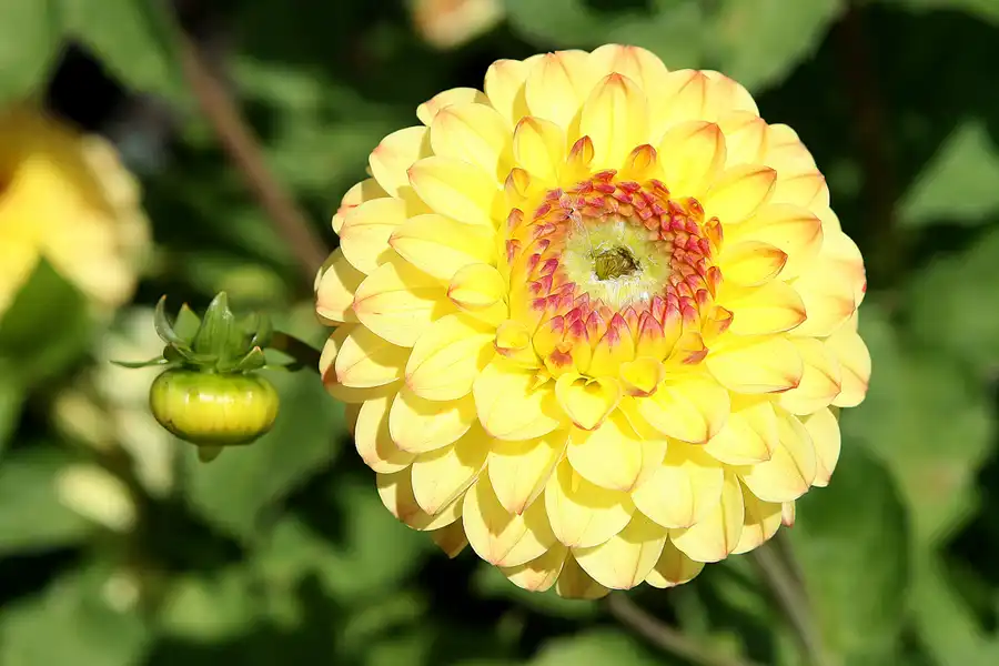 040 | 2009 | Oranienburg | Landesgartenschau | © carsten riede fotografie