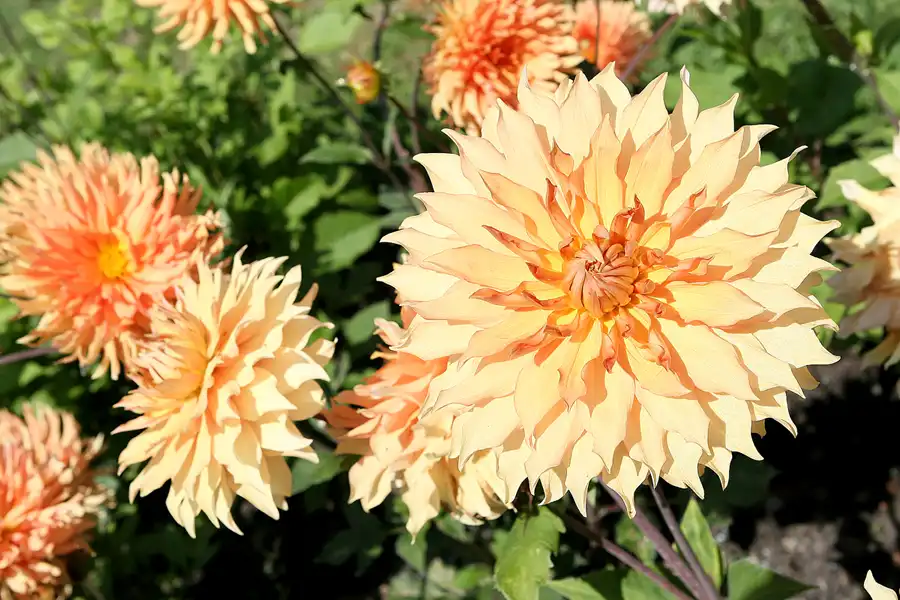 041 | 2009 | Oranienburg | Landesgartenschau | © carsten riede fotografie