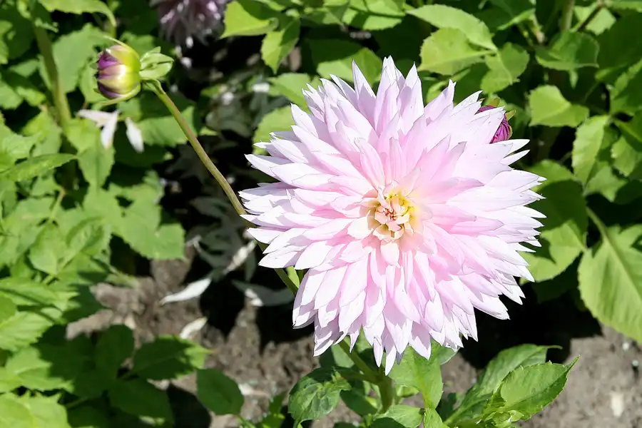 042 | 2009 | Oranienburg | Landesgartenschau | © carsten riede fotografie