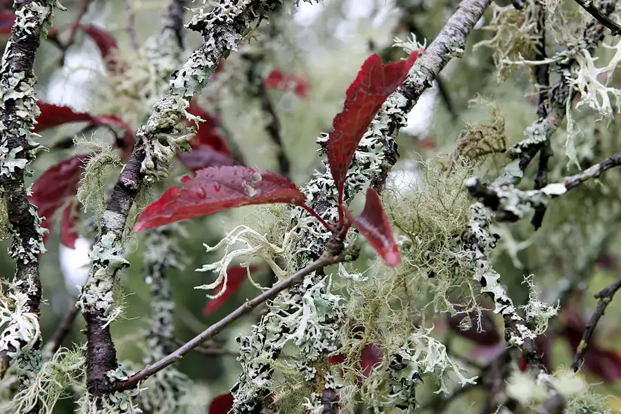 041 | 2009 | Cawdor Castle | © carsten riede fotografie