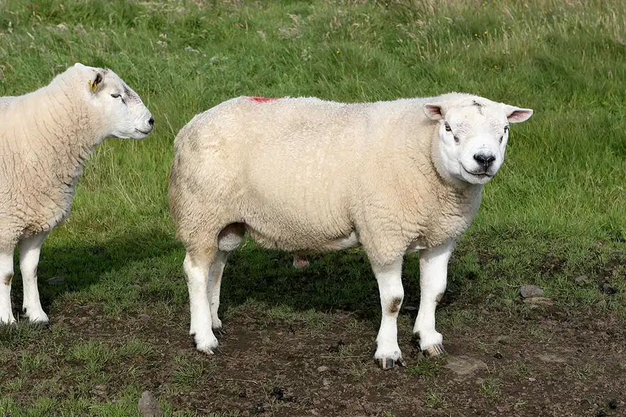 049 | 2009 | Highlands Route A99 | Noss Head | © carsten riede fotografie