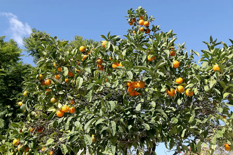 048 | 2009 | Sanlucar De Barrameda | © carsten riede fotografie