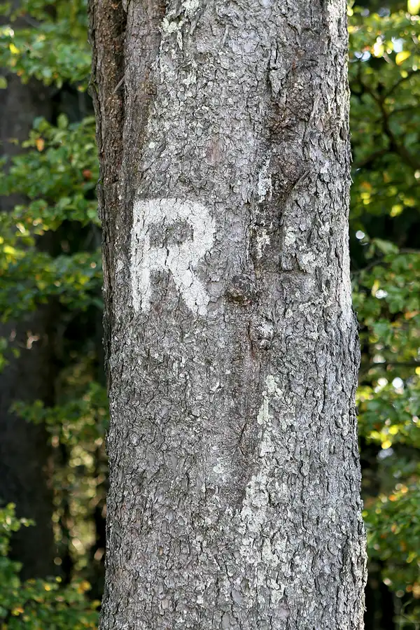 075 | 2010 | Thüringer Wald | Grosser Inselsberg | © carsten riede fotografie