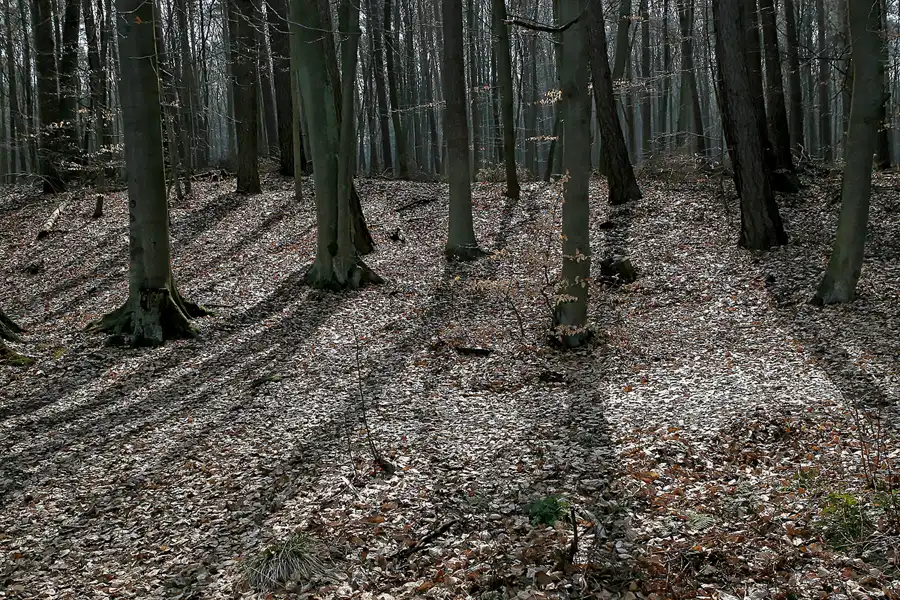 049 | 2010 | Bogensee | © carsten riede fotografie