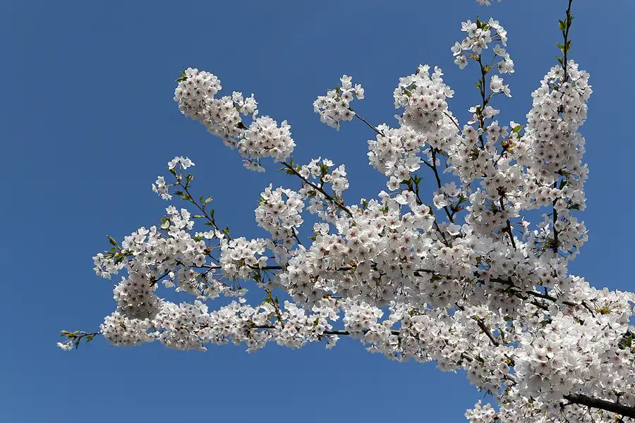 001 | 2010 | Berlin | Gärten der Welt im Erholungspark Marzahn | © carsten riede fotografie