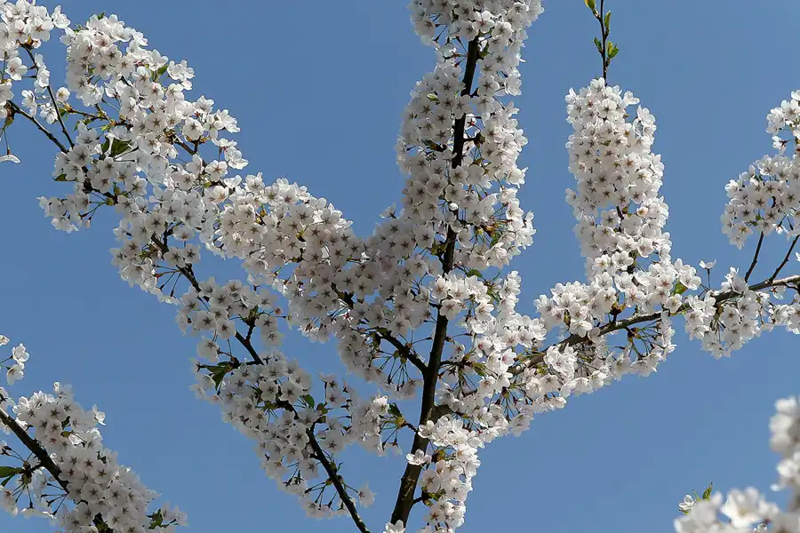 002 | 2010 | Berlin | Gärten der Welt im Erholungspark Marzahn | © carsten riede fotografie