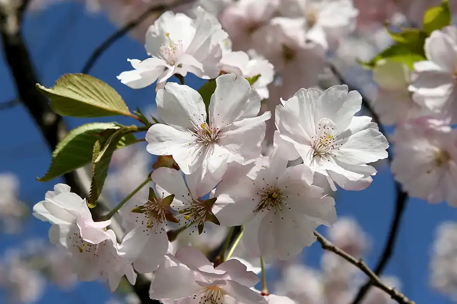 004 | 2010 | Berlin | Gärten der Welt im Erholungspark Marzahn | © carsten riede fotografie