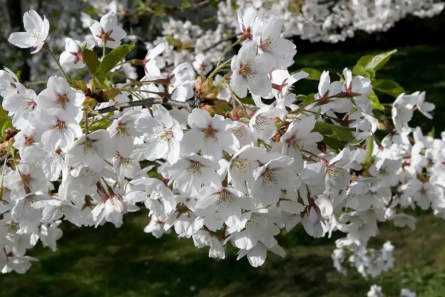 005 | 2010 | Berlin | Gärten der Welt im Erholungspark Marzahn | © carsten riede fotografie