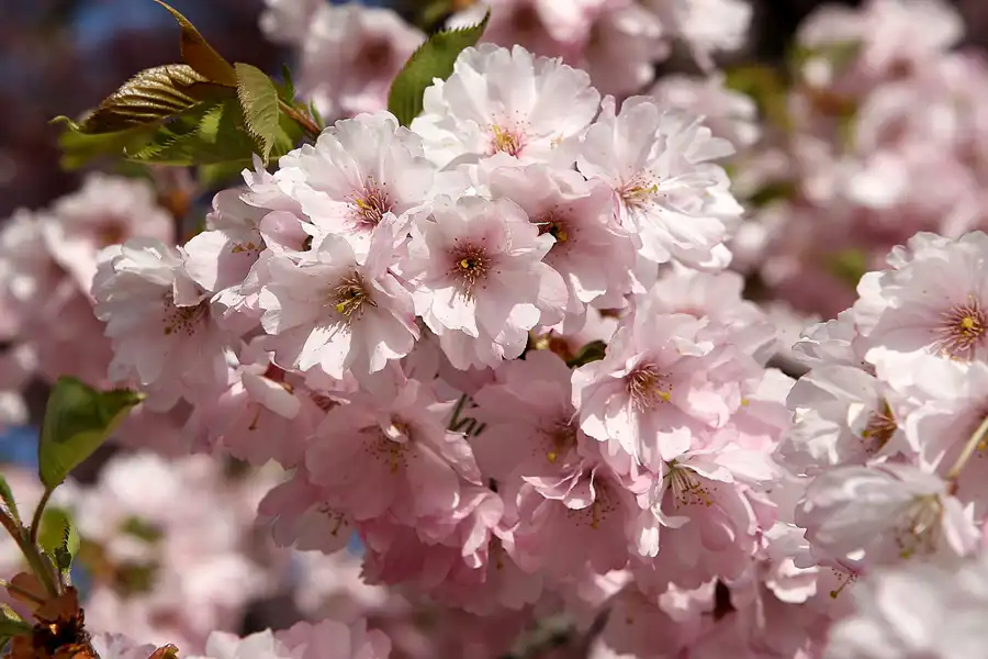 008 | 2010 | Berlin | Gärten der Welt im Erholungspark Marzahn | © carsten riede fotografie
