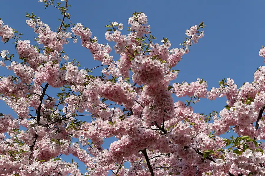 009 | 2010 | Berlin | Gärten der Welt im Erholungspark Marzahn | © carsten riede fotografie