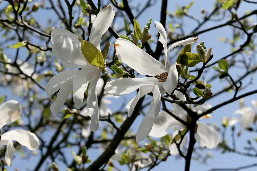 020 | 2010 | Berlin | Gärten der Welt im Erholungspark Marzahn | © carsten riede fotografie