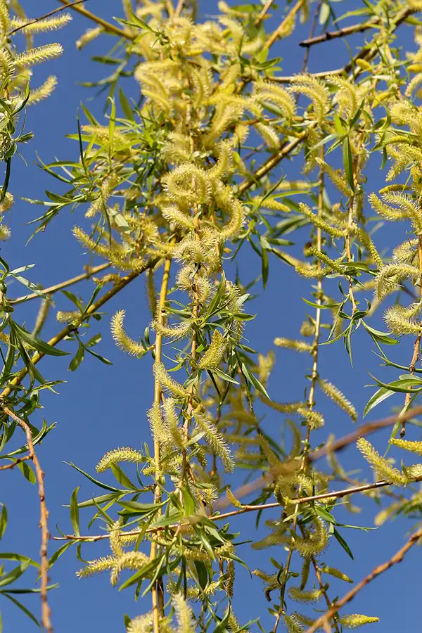 021 | 2010 | Berlin | Gärten der Welt im Erholungspark Marzahn | © carsten riede fotografie