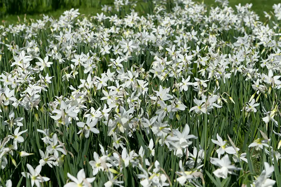 031 | 2010 | Berlin | Gärten der Welt im Erholungspark Marzahn | © carsten riede fotografie