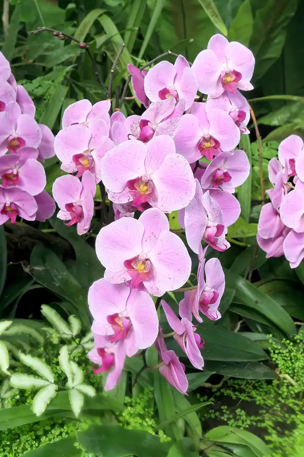 040 | 2010 | Berlin | Gärten der Welt im Erholungspark Marzahn | © carsten riede fotografie