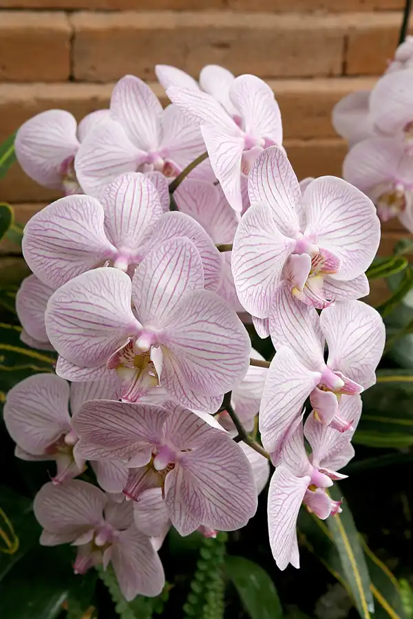 044 | 2010 | Berlin | Gärten der Welt im Erholungspark Marzahn | © carsten riede fotografie