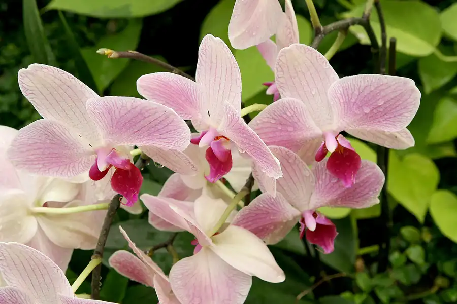 045 | 2010 | Berlin | Gärten der Welt im Erholungspark Marzahn | © carsten riede fotografie