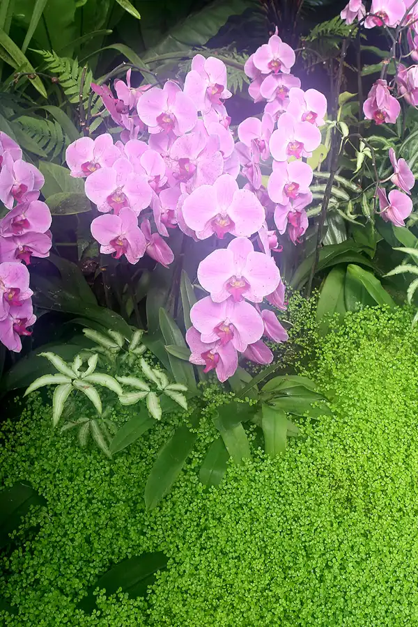 046 | 2010 | Berlin | Gärten der Welt im Erholungspark Marzahn | © carsten riede fotografie