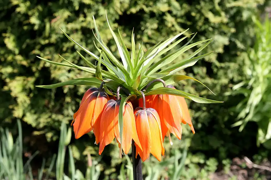 051 | 2010 | Berlin | Gärten der Welt im Erholungspark Marzahn | © carsten riede fotografie