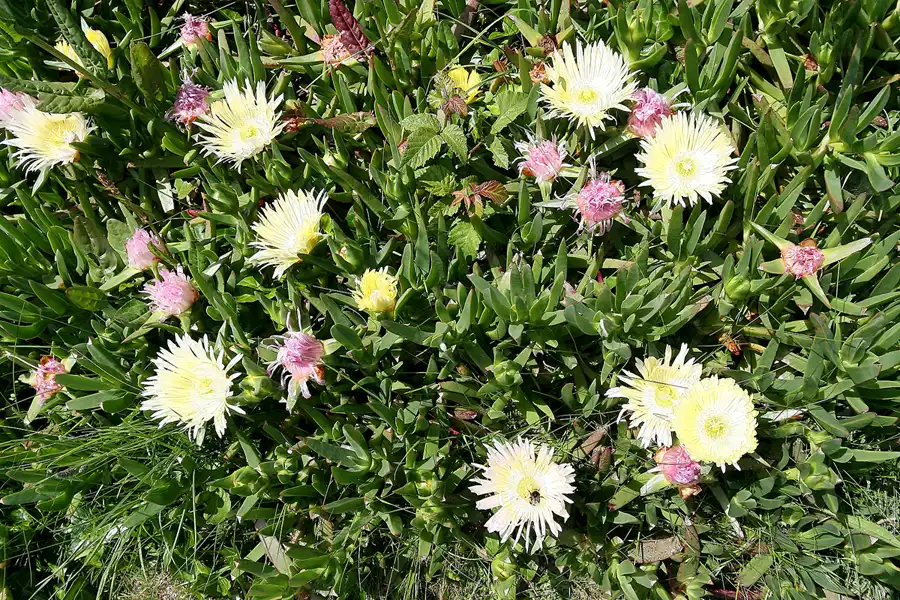 040 | 2010 | Guernsey | Fort Saumarez | © carsten riede fotografie