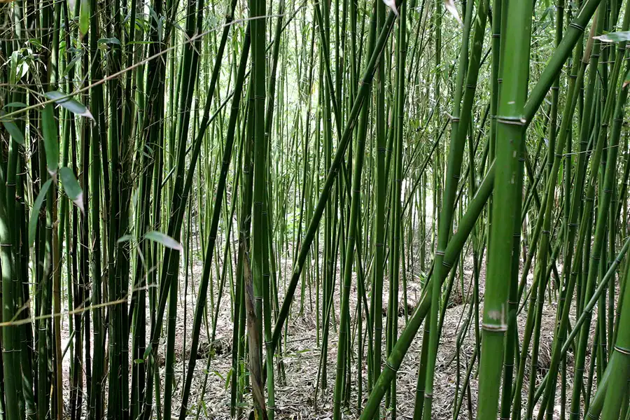 124 | 2010 | Guernsey | Sausmarez Manor | © carsten riede fotografie