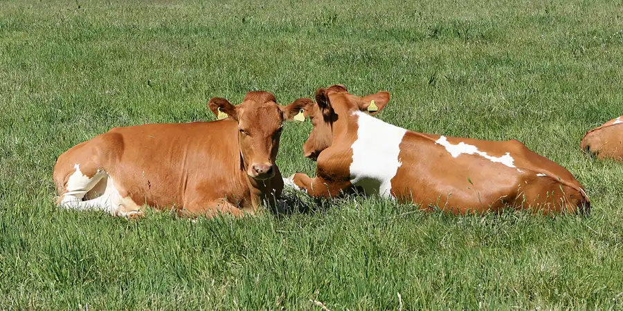 003 | 2010 | Herm | © carsten riede fotografie