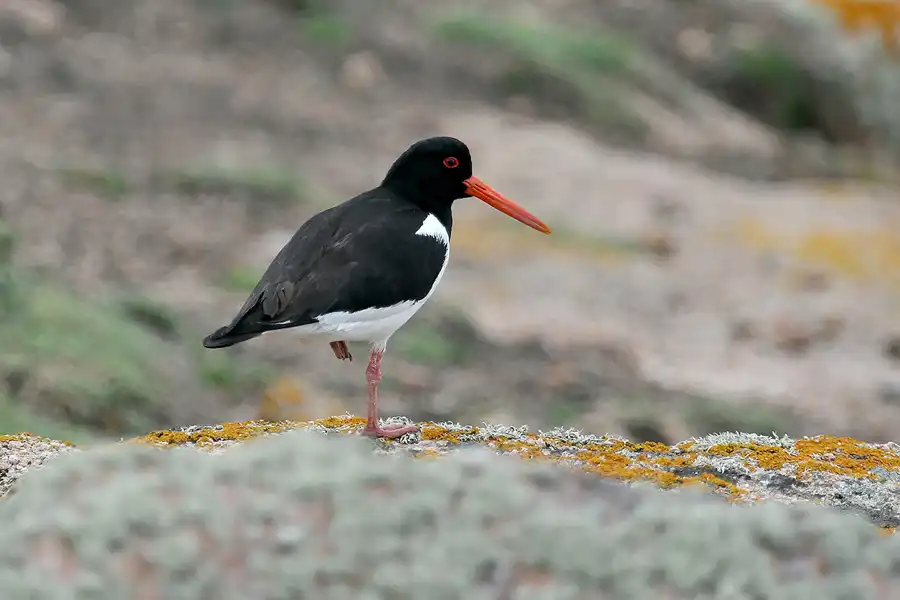 050 | 2010 | Jersey | Corbiere – Austernfischer | © carsten riede fotografie